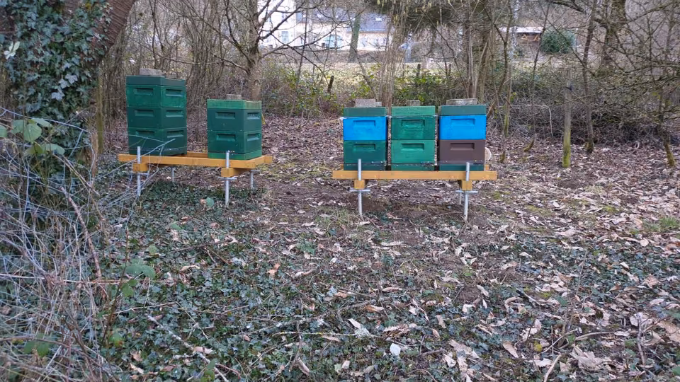 Bienenstock in der Natur
